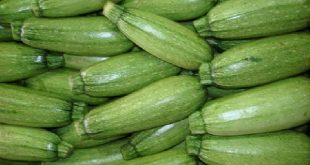 Zucchini – good food for fickle stomach
