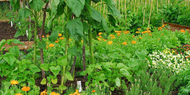 There are studies that show that the mixed crops plants protect each other.