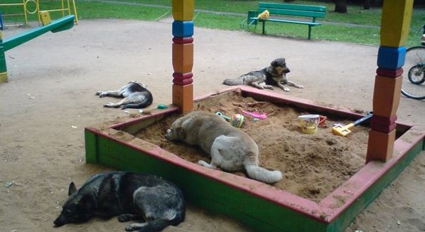 The place of the dogs is not on the streets and playgrounds